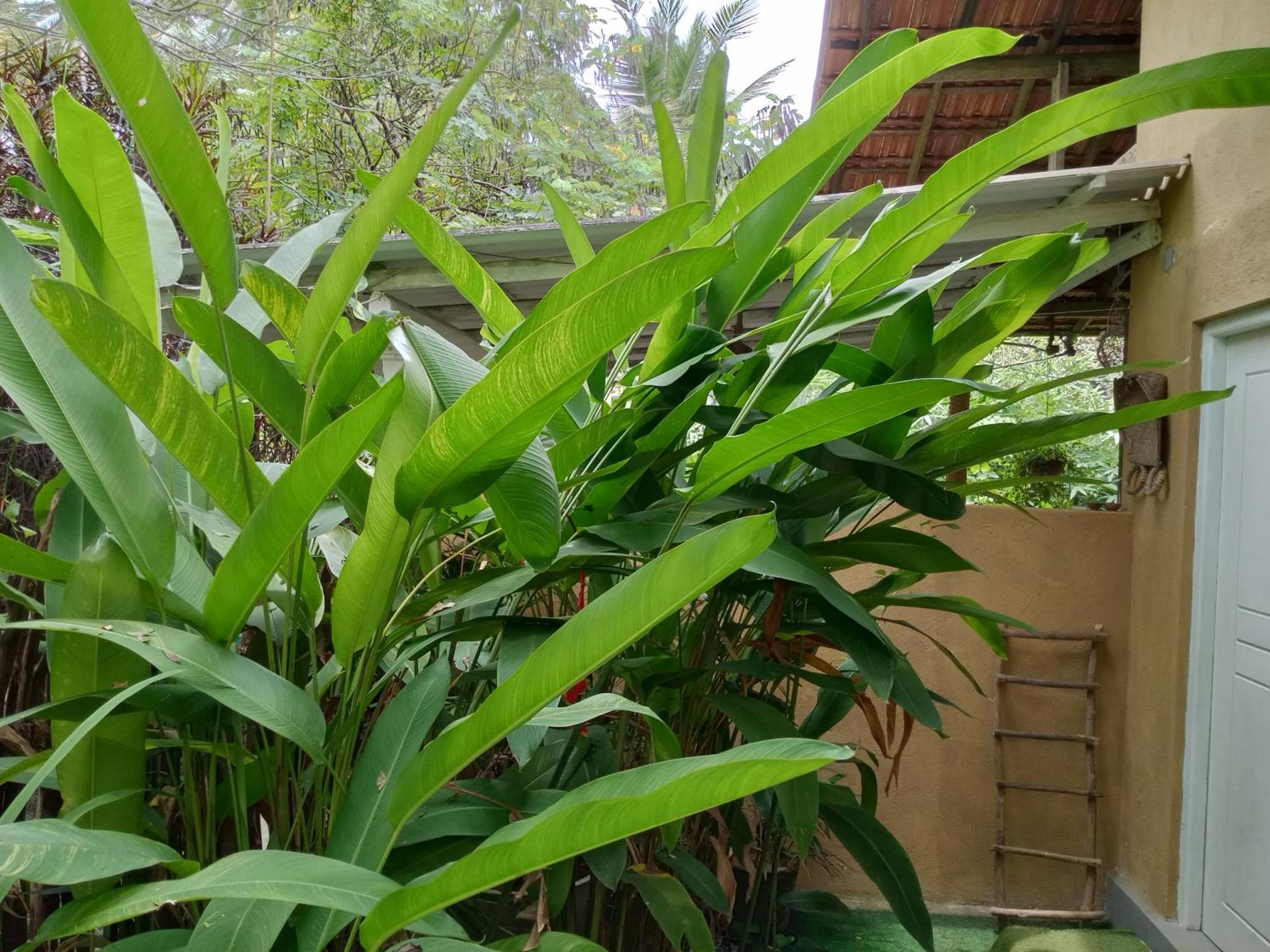 Hiriketiya Mahi Surf Apartamento Dikwella Exterior foto
