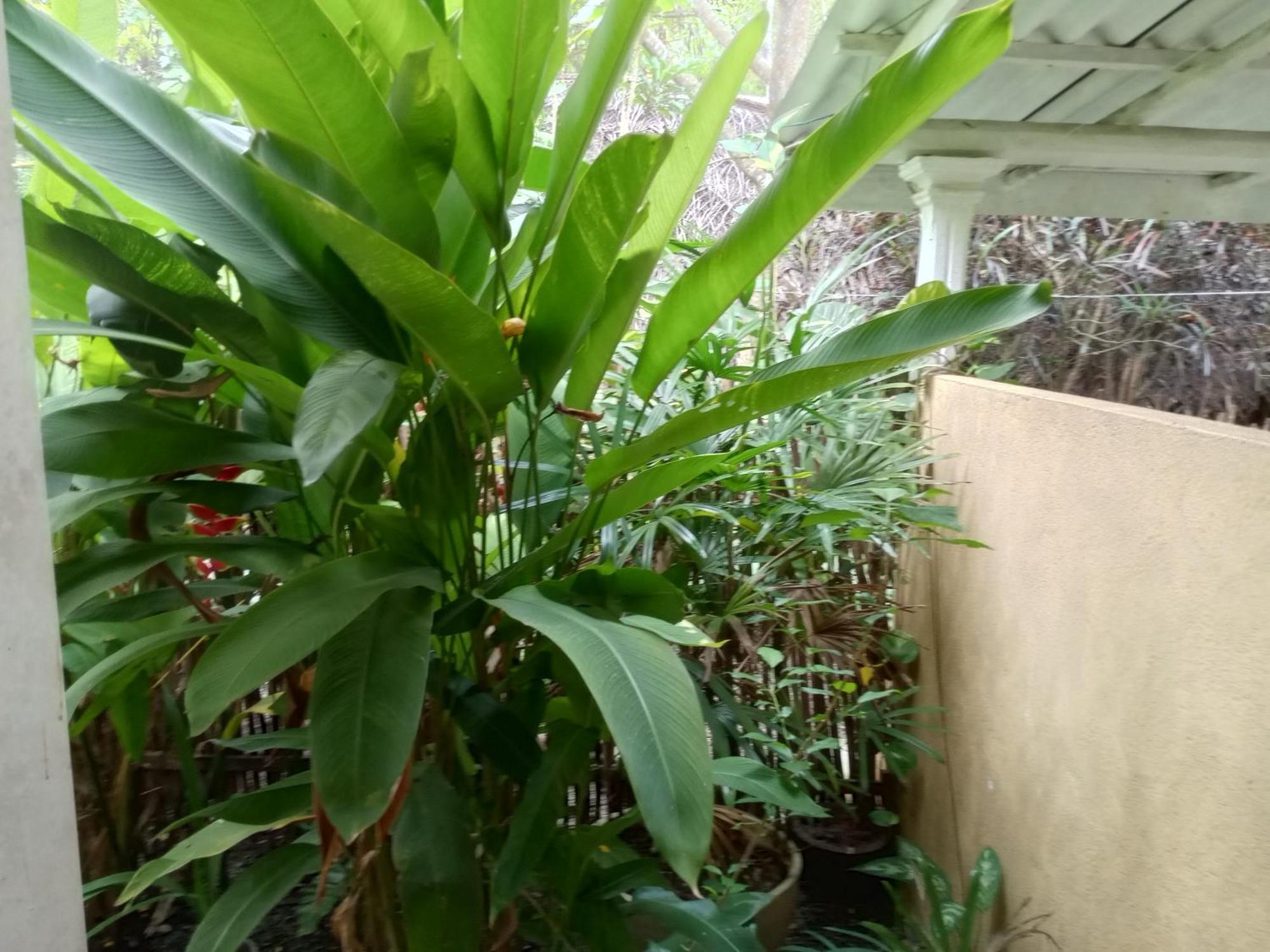 Hiriketiya Mahi Surf Apartamento Dikwella Exterior foto